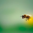 lecąca pszczoła na zielonym tle