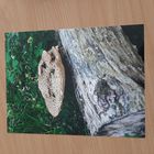 Zdjęcie grzyba rosnącego na drzewie